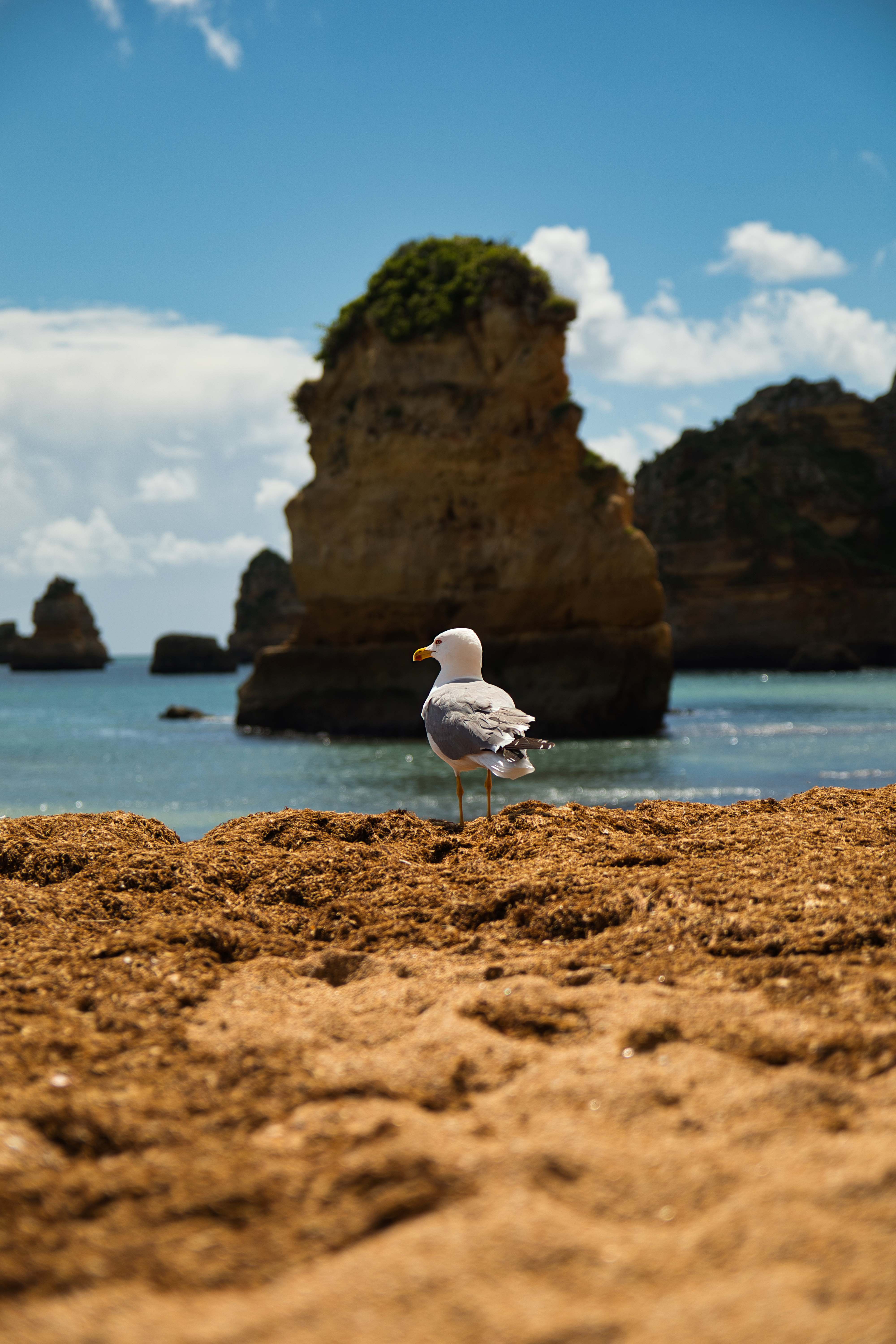 Möwe am Strand