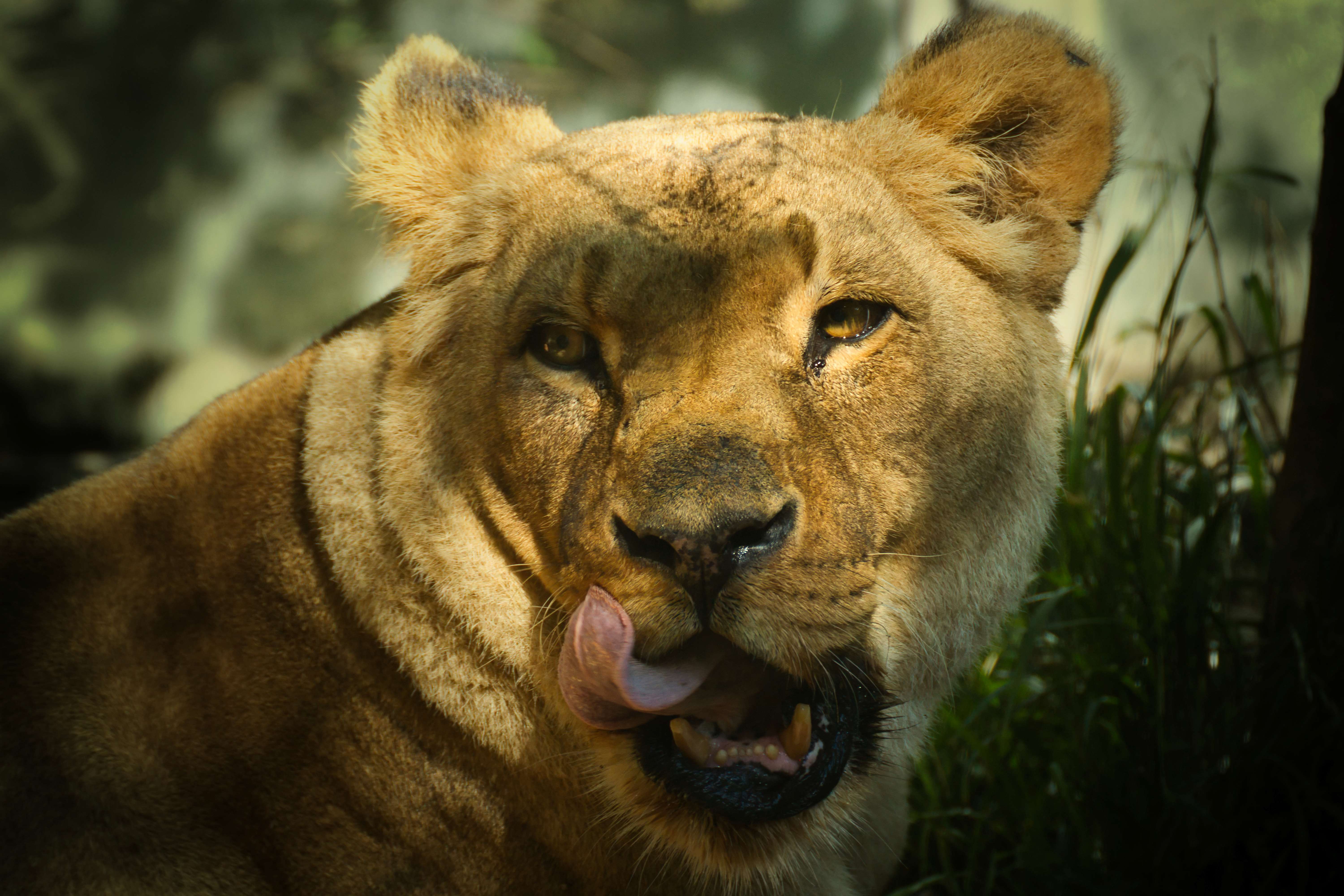 Löwin