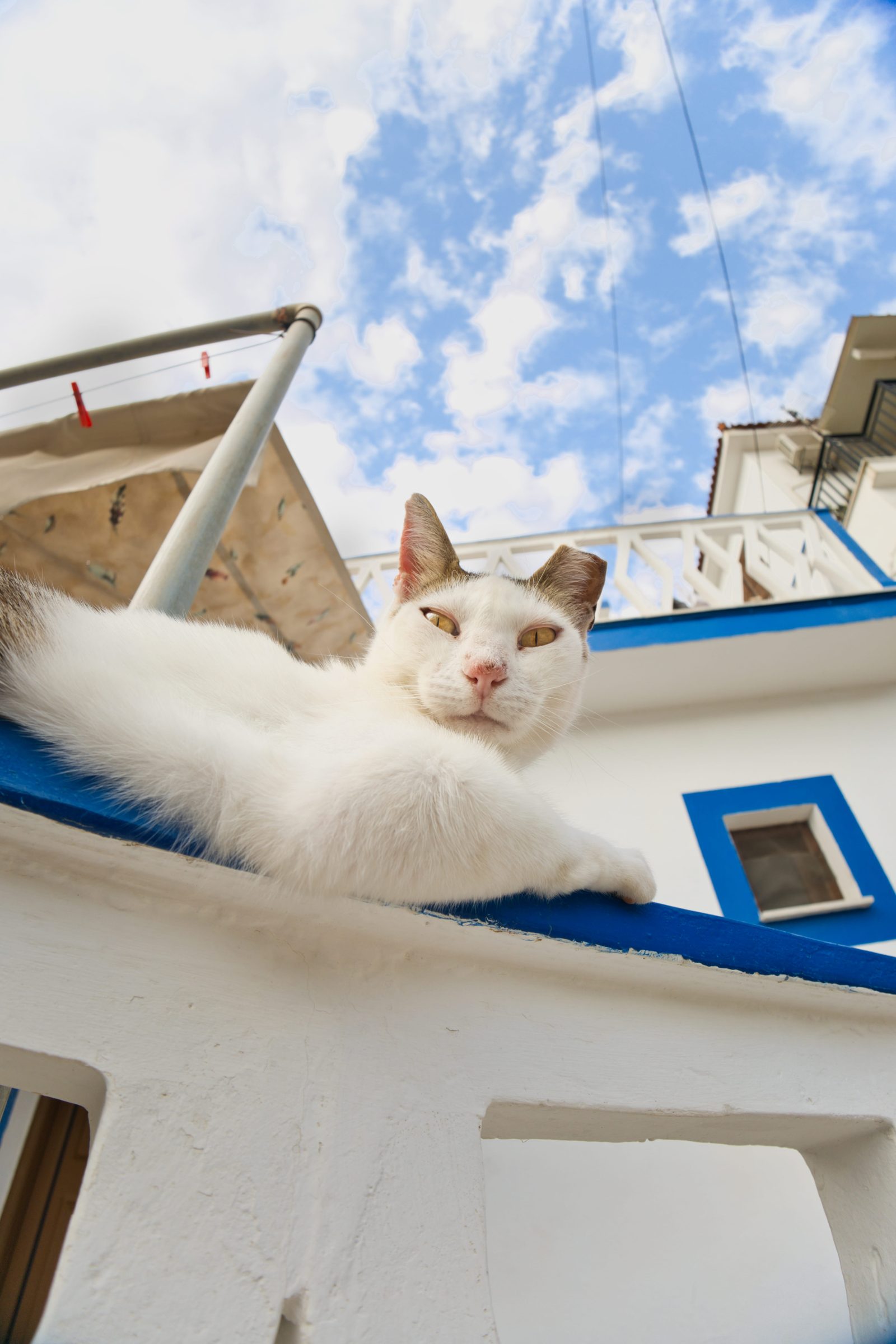 Blue&White