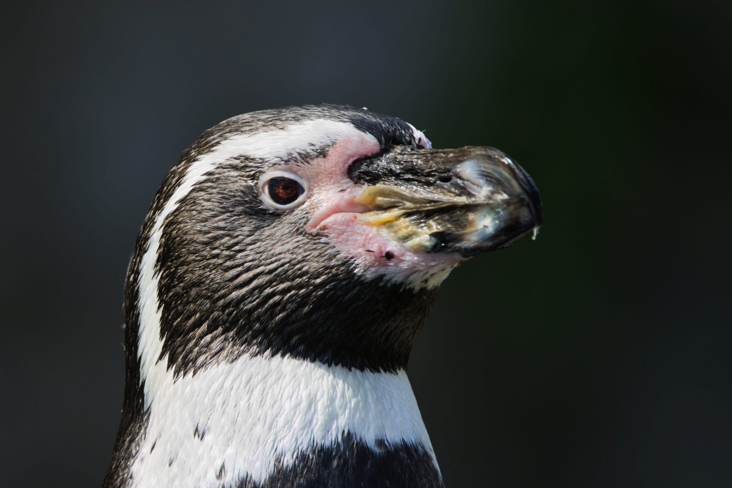 Pinguin